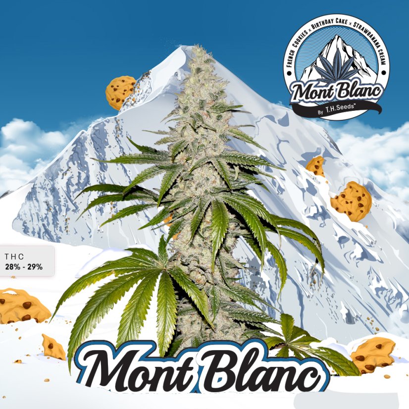 T.H.Seeds™ Cannabisfrø Mont Blanc, 6+1 specialpakke, feminiseret