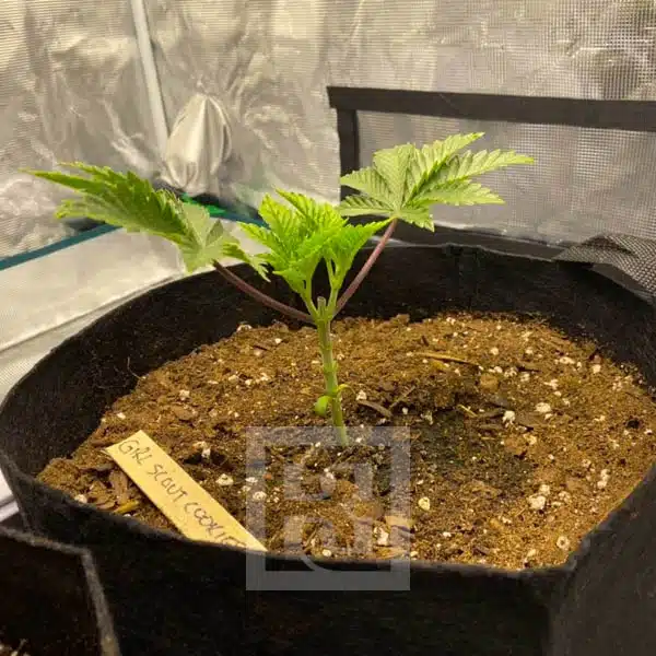 Blimburn Seeds Hanfsamen Girl Scout Cookies Feminisiert