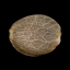 Silent Seeds Seminte de Cannabis Critical Jack Auto Feminizate