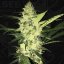 T.H.Seeds™ Semințe de canabis La SAGE™, pachet 5+1, feminizate
