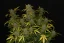 Fast Buds Biji Ganja Gelato Otomatis