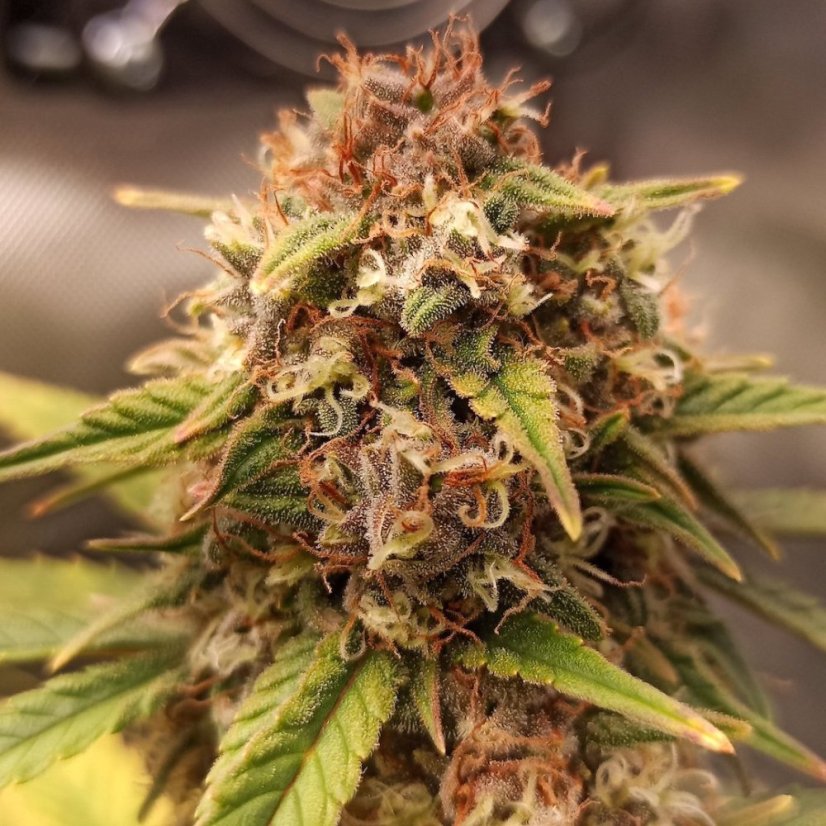 Doctor´s Choice Seeds Purple Ryder Auto Feminizada