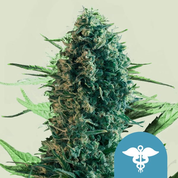 Royal Queen Seeds Cannabis Seeds Royal Medic Feminized (korkea CBD)