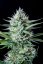 Fast Buds Sjemenke Kanabisa White Widow Auto