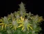Fast Buds Насіння канабісу Rhino Ryder Auto