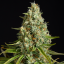 Silent Seeds Seminte clasice de canabis Amnesia Lemon feminizate