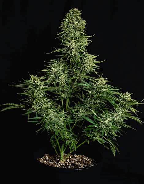 Royal Queen Seeds Семена от канабис Космос F1 Auto