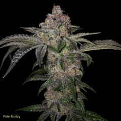 T.H.Seeds™ Seminte de canabis Pure Runtzy, pachet special 6+1, feminizate