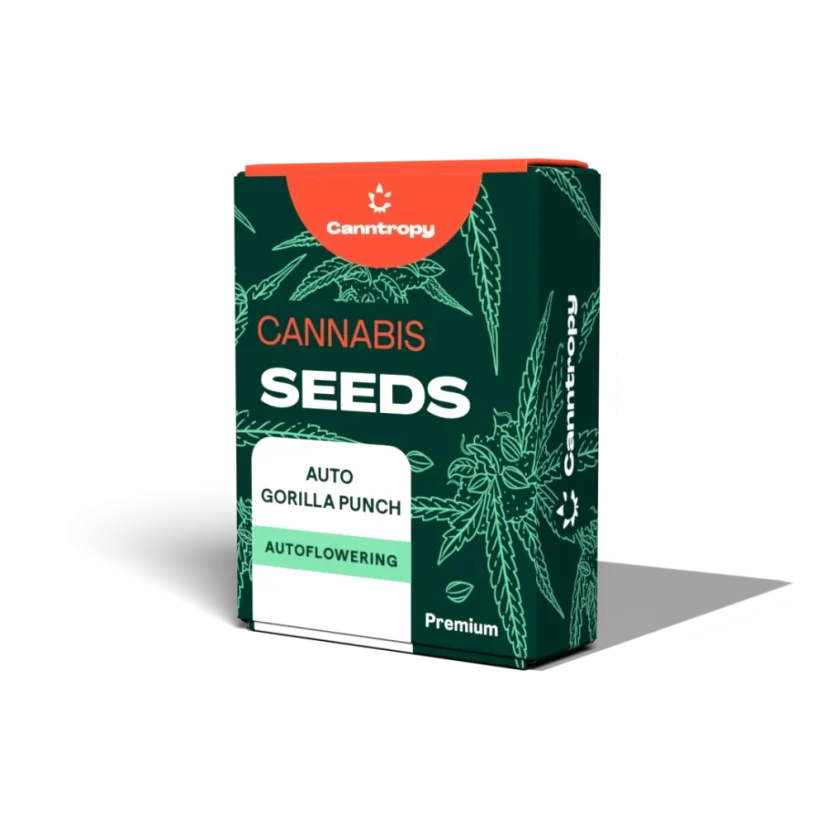 Canntropy Semillas Auto Gorilla Punch (Autofloreciente)