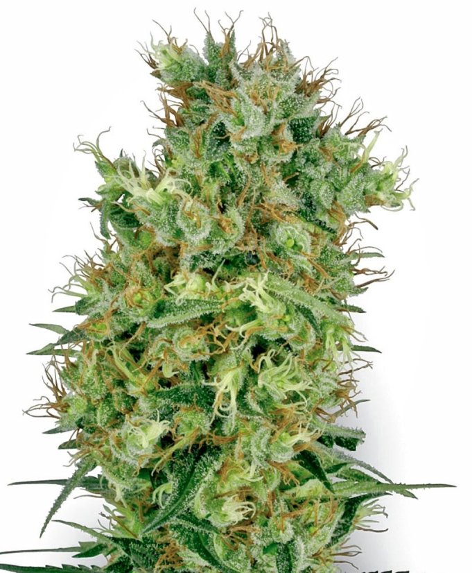 Sensi Seeds Graines de cannabis Cali Orange Bud Regular de White Label, 10 pcs
