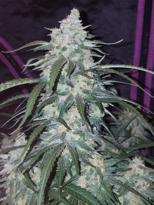 Fast Buds Cannabis Seeds Pineapple Express Auto