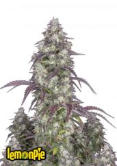 Fast Buds Насіння канабісу Лимонний пиріг Авто