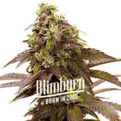 Blimburn Seeds Semi di Cannabis Sleepy Joe Femminizzati