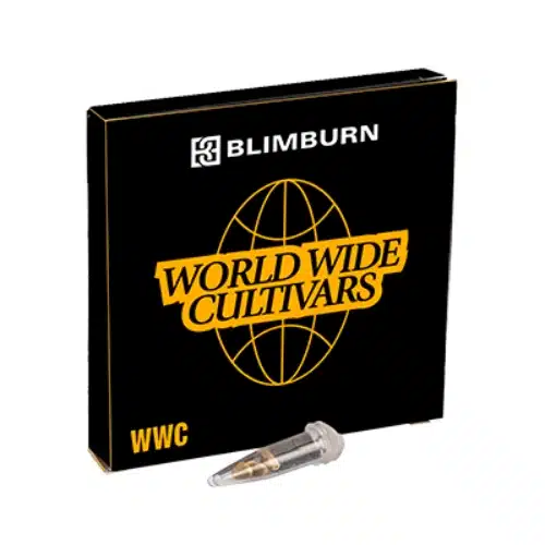 Blimburn Seeds Hanfsamen Pink Runtz Auto