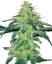 Sensi Seeds Semințe de canabis White Skunk feminizate de White Label, 3-10 buc.