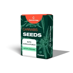 Canntropy Seeds Auto Gorilla Punch (Auto-înflorire)
