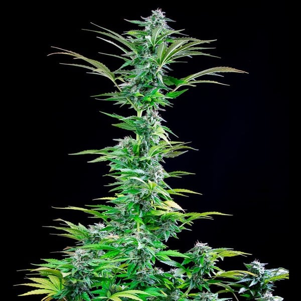 Royal Queen Seeds Semințe de Cannabis Critical Feminizate