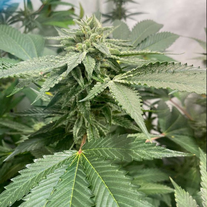 T.H.Seeds™ Seminte de canabis Melon Vader, pachet 5+1, feminizate