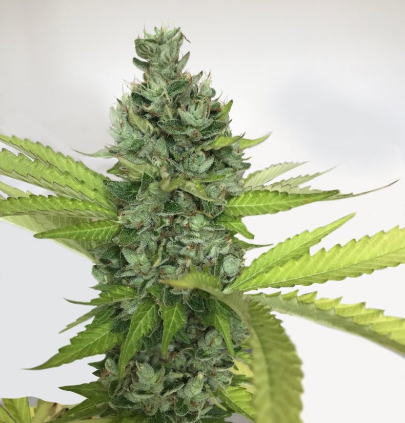 T.H.Seeds™ Seminte de canabis Citron Givré, pachet special 6+1, feminizate