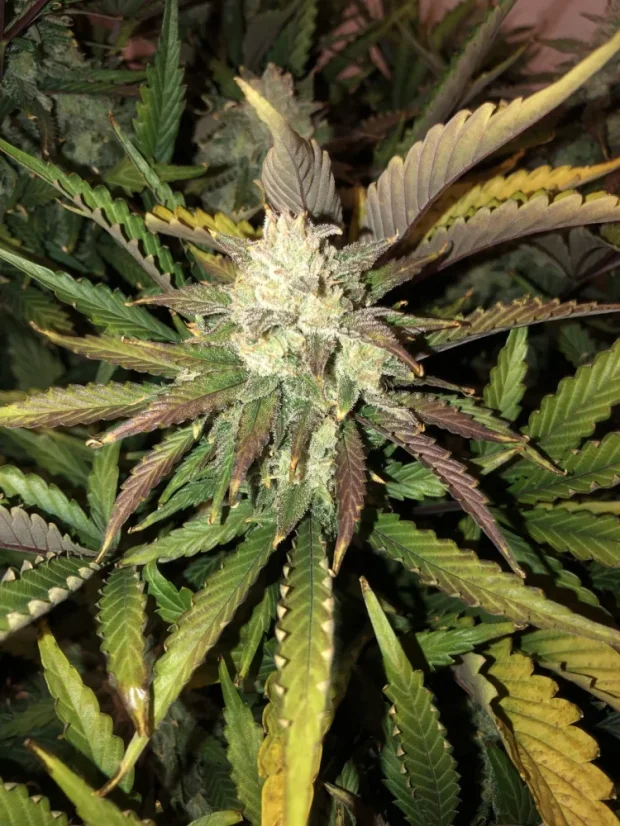 Fast Buds Sjemenke konoplje Gorilla Auto