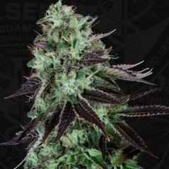 T.H.Seeds™ Hanfsamen Darkstar™, diverse Packungen, regulär