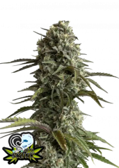 Fast Buds Sjemenke konoplje Skunk Auto