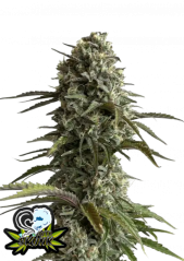 Fast Buds Cannabis Seeds Skunk Auto