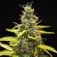 Royal Queen Seeds Seminte de canabis Royal Runtz Auto