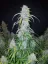 Semințe de Cannabis Fast Buds Six Shooter Auto