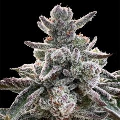 Silent Seeds Cannabis Seeds Polar Gelato, Sherbinskis Feminized