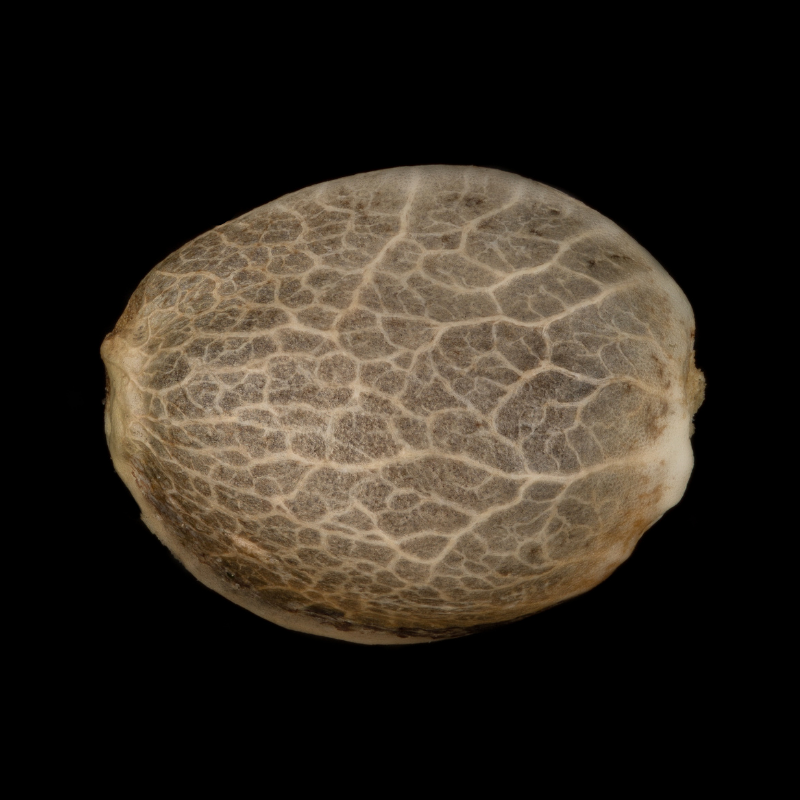 Silent Seeds Seminte de Cannabis Critical Jack Auto Feminizate