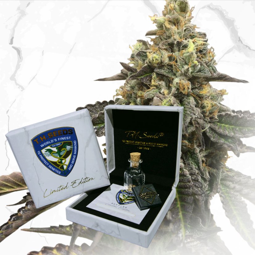 T.H.Seeds™ Semințe de canabis, ediție regulată limitată, prăjituri franțuzești X Tort de aniversare X SBC, pachet de 11