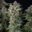 Royal Queen Seeds Cannabisfrön Do-si-dos Auto