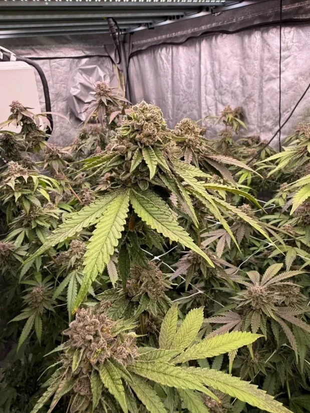 Бързо цъфтящи канабисови семена Fast Buds Biscotti Gelato