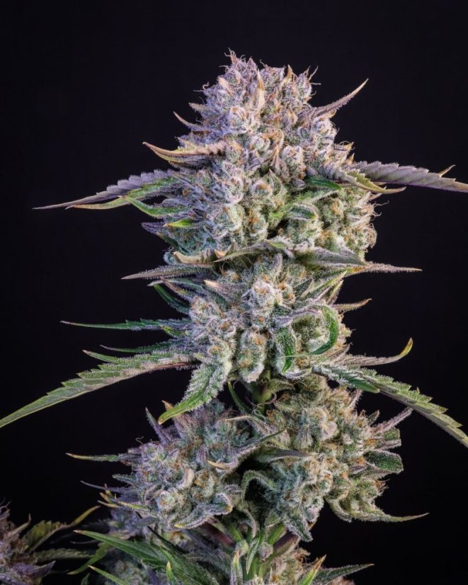 Fast Buds Sjemenke Kanabisa Strawberry Gorilla Auto