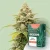 Canntropy Seeds Auto Zkittles (automatinis žydėjimas)