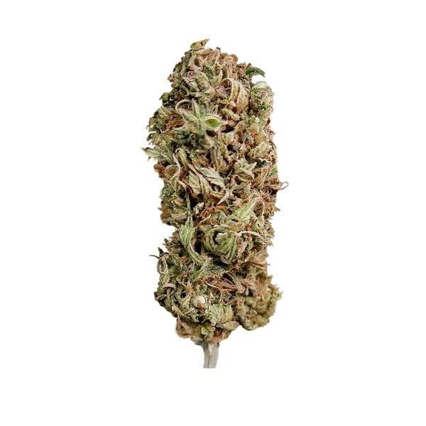 Royal Queen Seeds Semințe de canabis AMG feminizate