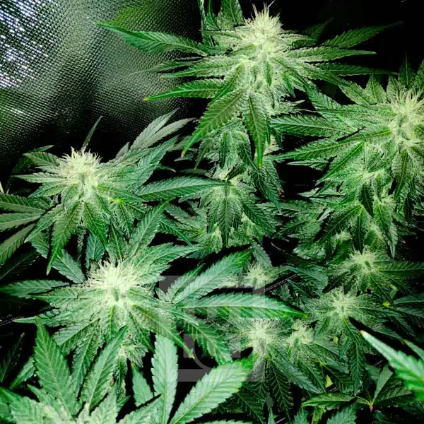 Blimburn Seeds Semi di Cannabis Blackberry Moonstones Femminizzati
