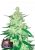 Fast Buds Hanfsamen CBD Crack Auto