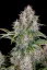 Fast Buds Sjemenke Kanabisa Cinderella Auto