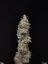 Fast Buds Sjemenke Kanabisa Chemdawg Auto
