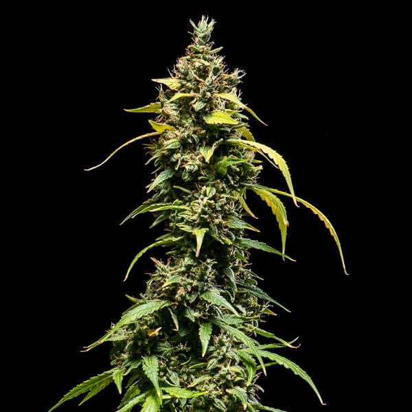 Royal Queen Seeds Seminte de canabis Sherbet Queen Auto