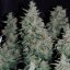 Silent Seeds Seminte de canabis clasice Critical Jack feminizate