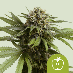 Royal Queen Seeds Sjemenke konoplje Jabuka Fritter Auto