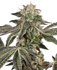 Sensi Seeds Graines de Cannabis Runtz Automatic Autoflowering