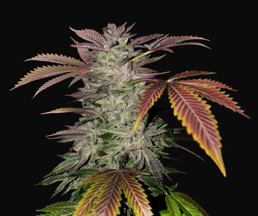 T.H.Seeds™ Cannabisfrø Gelato-kage, 6+1 specialpakke, feminiseret
