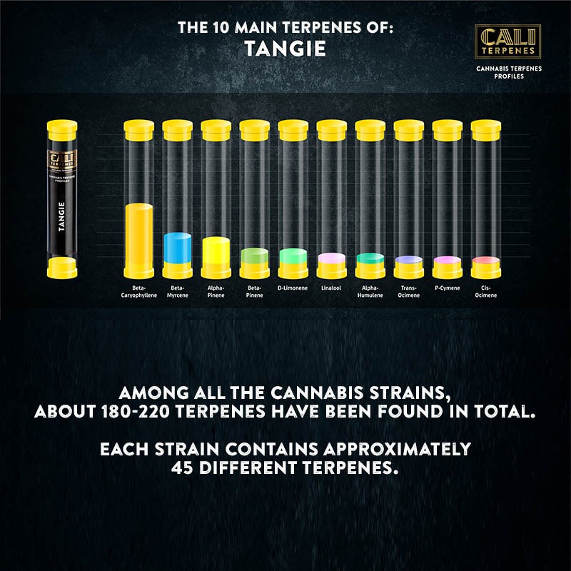 Cali Terpenes - TANGIE, 1 - 1000 ml