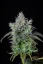 Fast Buds Cannabis Seeds Big Bud Auto
