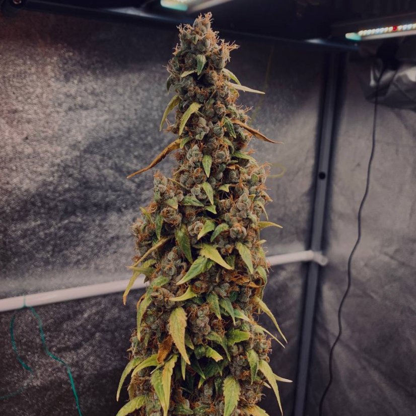 Doctor´s Choice Семена Sour Puffs Photo Feminized