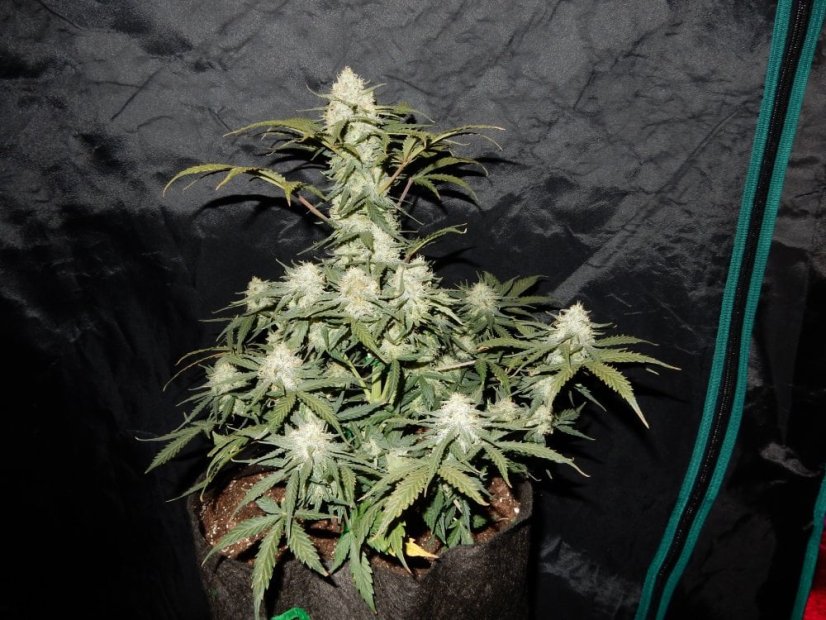 Fast Buds Cannabis Seeds West Coast O.G. Auto